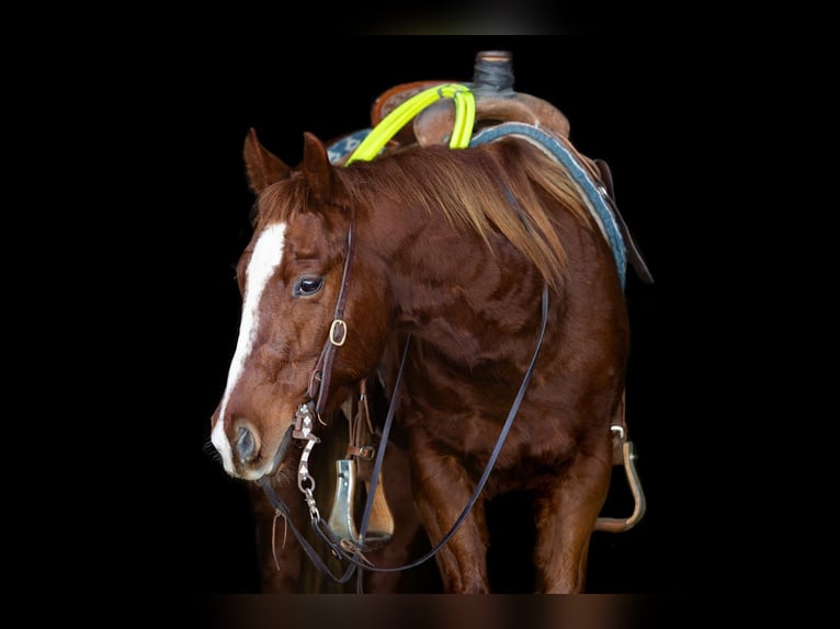 Quarter horse américain Hongre 5 Ans 147 cm Alezan cuivré in Decorah