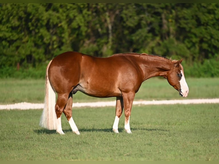 Quarter horse américain Croisé Hongre 5 Ans 147 cm Alezan cuivré in Waco