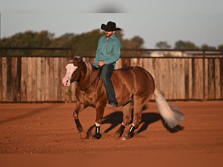 Quarter horse américain Croisé Hongre 5 Ans 147 cm Alezan cuivré in Waco