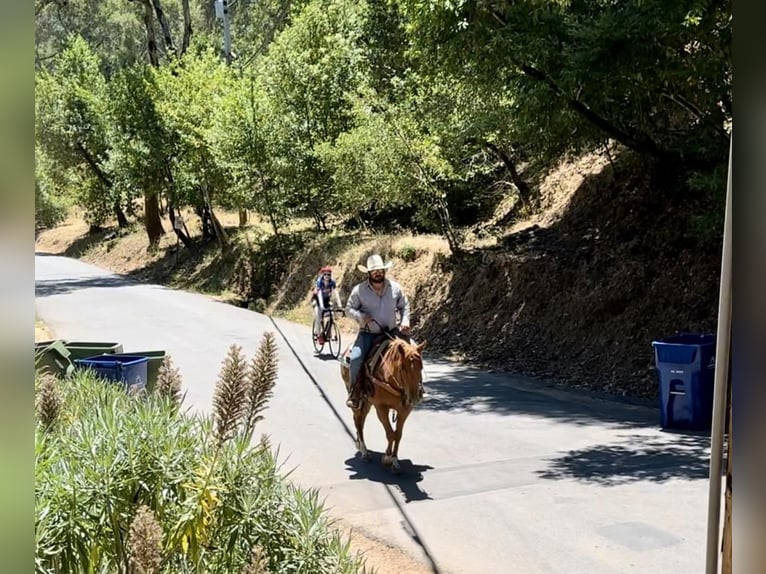 Quarter horse américain Hongre 5 Ans 147 cm Alezan cuivré in Bitterwater CA