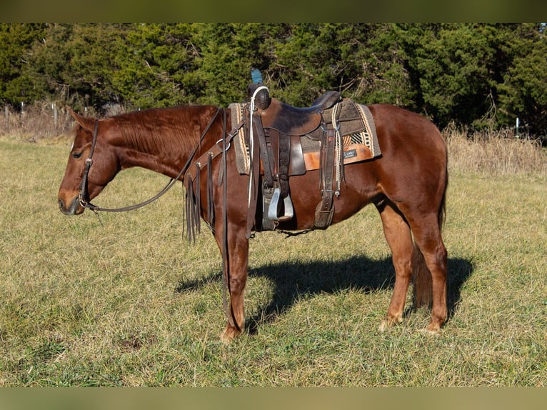 Quarter horse américain Hongre 5 Ans 147 cm Alezan cuivré in Greensburg KY