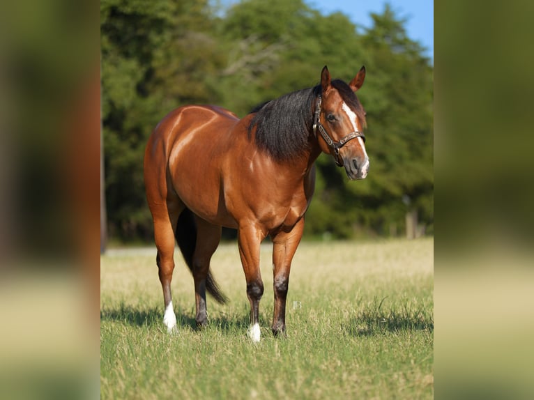 Quarter horse américain Croisé Hongre 5 Ans 147 cm Bai cerise in Terrell Quarter horse américain Croisé Hongre 5 Ans 147 cm Bai cerise in Terrell