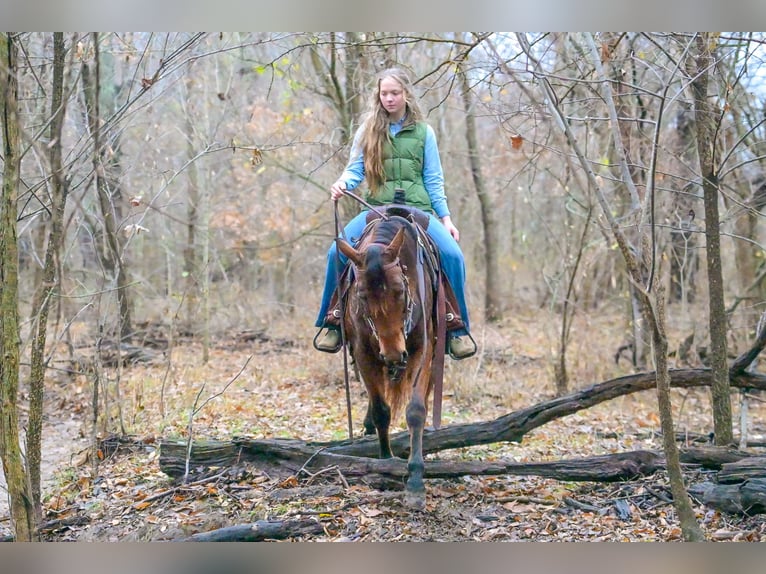 Quarter horse américain Hongre 5 Ans 147 cm Bai cerise in Keytesville