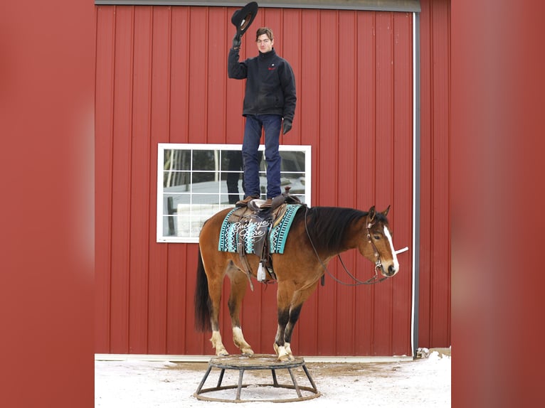 Quarter horse américain Croisé Hongre 5 Ans 147 cm Bai cerise in Millersburg