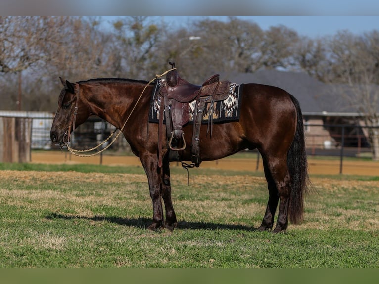 Quarter horse américain Hongre 5 Ans 147 cm Bai in Joshua