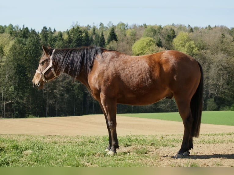 Quarter horse américain Hongre 5 Ans 147 cm Bai in Deutschlandsberg
