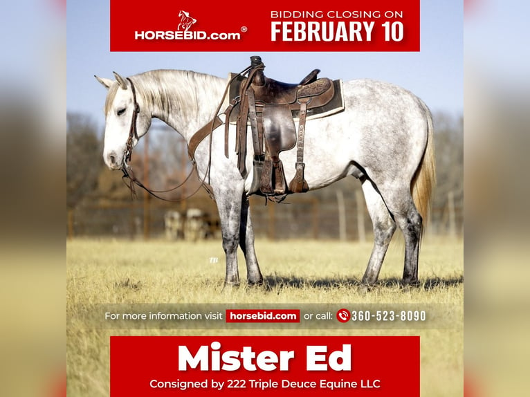 Quarter horse américain Croisé Hongre 5 Ans 147 cm Gris pommelé in Cisco, TX