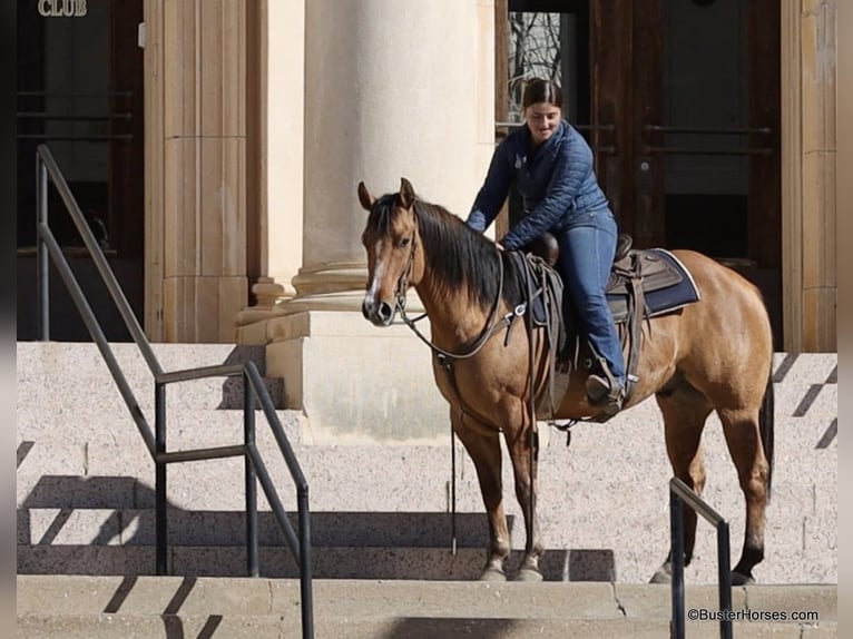 Quarter horse américain Hongre 5 Ans 147 cm Isabelle in Weatherford TX