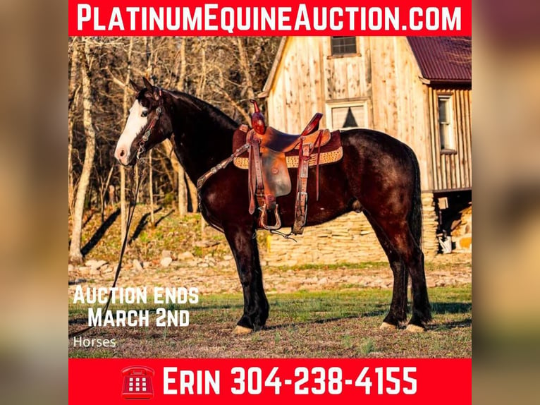 Quarter horse américain Hongre 5 Ans 147 cm Noir in Flemingsburg KY