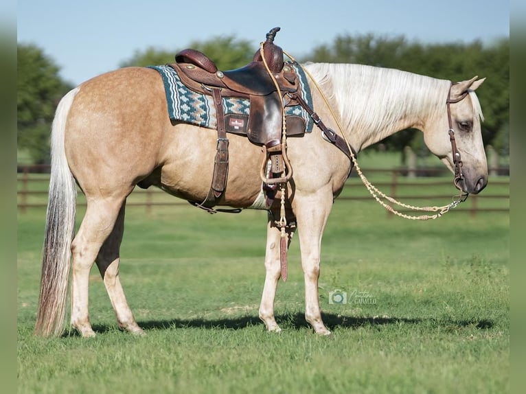Quarter horse américain Hongre 5 Ans 147 cm Palomino in Addison, TX