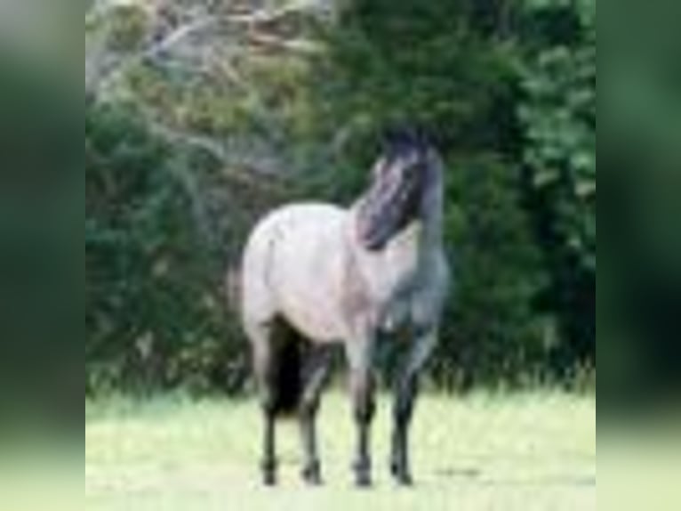 Quarter horse américain Hongre 5 Ans 147 cm Rouan Bleu in Greenville Ky