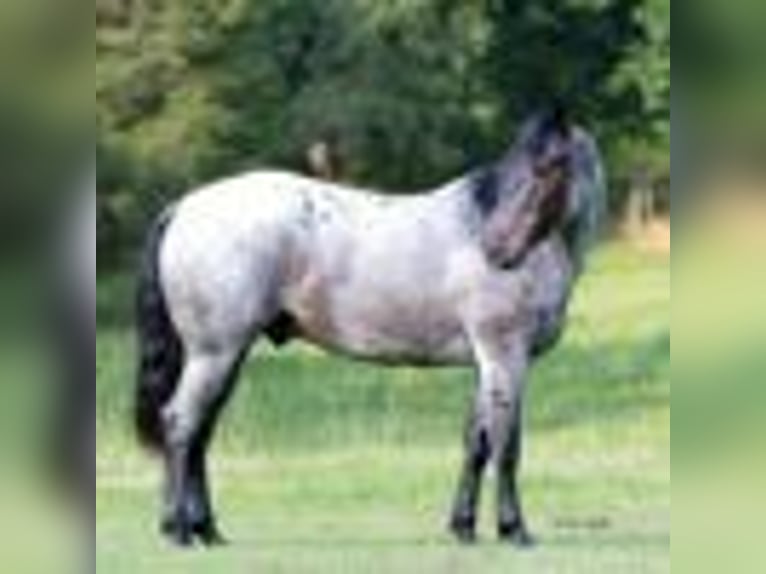 Quarter horse américain Hongre 5 Ans 147 cm Rouan Bleu in Greenville Ky