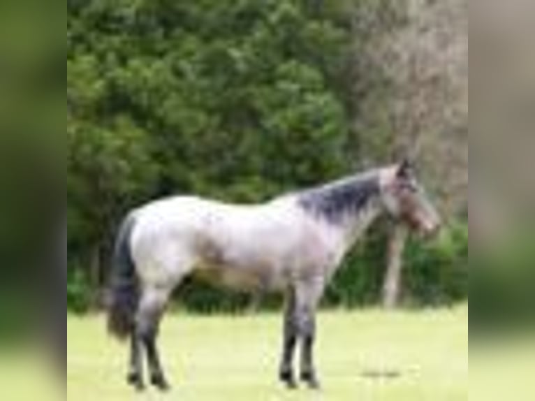 Quarter horse américain Hongre 5 Ans 147 cm Rouan Bleu in Greenville Ky
