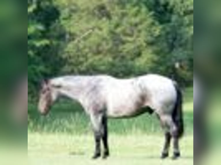 Quarter horse américain Hongre 5 Ans 147 cm Rouan Bleu in Greenville Ky