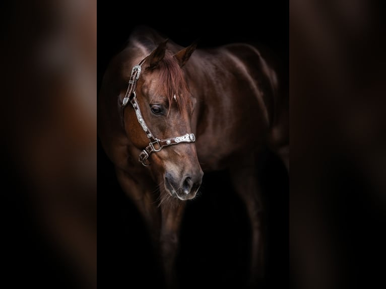 Quarter horse américain Hongre 5 Ans 148 cm Alezan brûlé in Tannheim