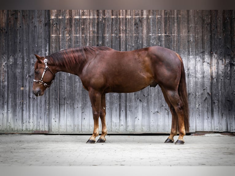 Quarter horse américain Hongre 5 Ans 148 cm Alezan brûlé in Tannheim