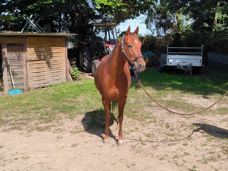 Quarter horse américain Hongre 5 Ans 148 cm Alezan in Nahrendorf