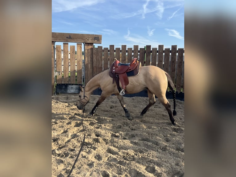 Quarter horse américain Hongre 5 Ans 149 cm Buckskin in Kappelen