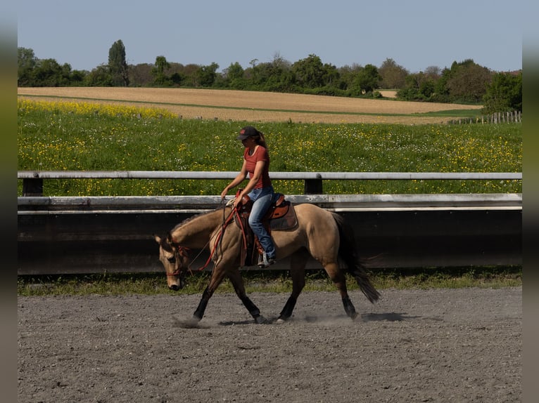 Quarter horse américain Hongre 5 Ans 149 cm Buckskin in Kappelen