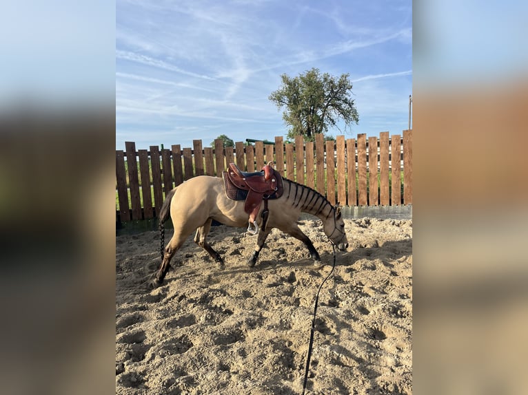 Quarter horse américain Hongre 5 Ans 149 cm Buckskin in Kappelen