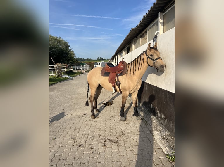 Quarter horse américain Hongre 5 Ans 149 cm Buckskin in Kappelen