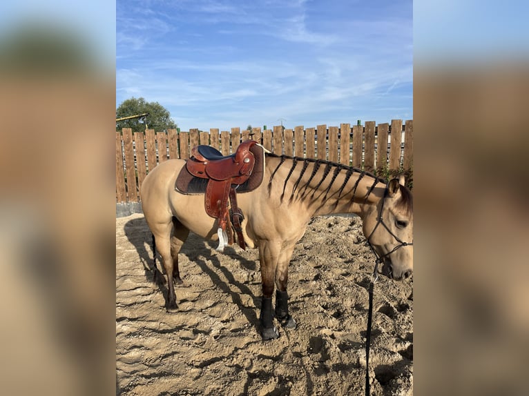 Quarter horse américain Hongre 5 Ans 149 cm Buckskin in Kappelen