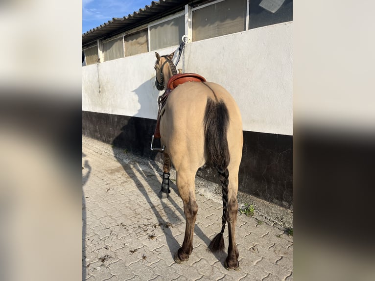 Quarter horse américain Hongre 5 Ans 149 cm Buckskin in Kappelen