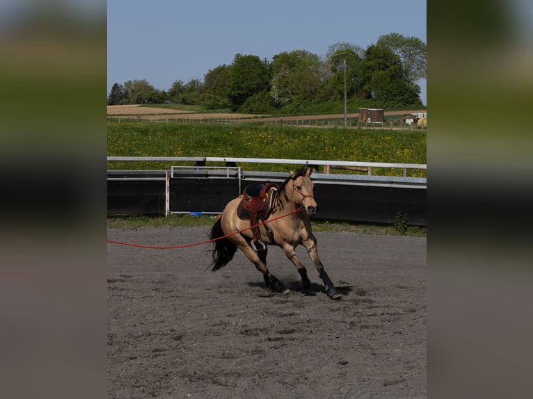 Quarter horse américain Hongre 5 Ans 149 cm Buckskin in Kappelen