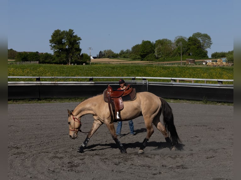 Quarter horse américain Hongre 5 Ans 149 cm Buckskin in Kappelen