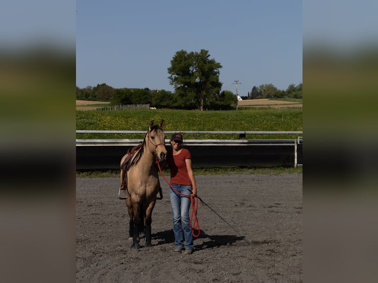 Quarter horse américain Hongre 5 Ans 149 cm Buckskin in Kappelen