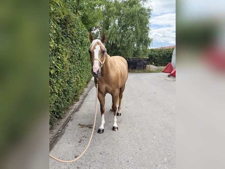 Quarter horse américain Hongre 5 Ans 149 cm Palomino in Ludwigsburg-Oßweil