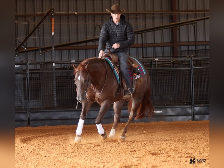 Quarter horse américain Hongre 5 Ans 150 cm Alezan brûlé in Whitesboro