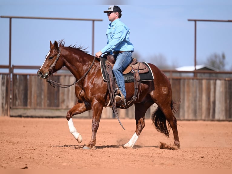 Quarter horse américain Hongre 5 Ans 150 cm Alezan cuivré in Waco