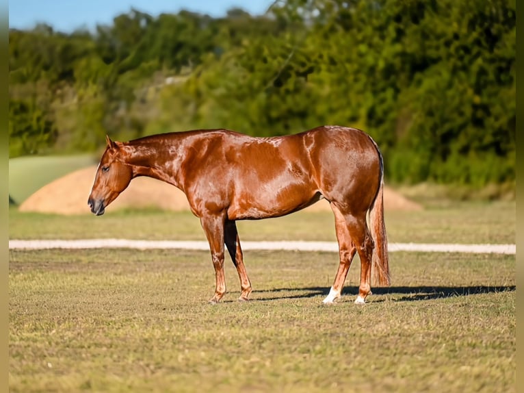Quarter horse américain Hongre 5 Ans 150 cm Alezan cuivré in Waco