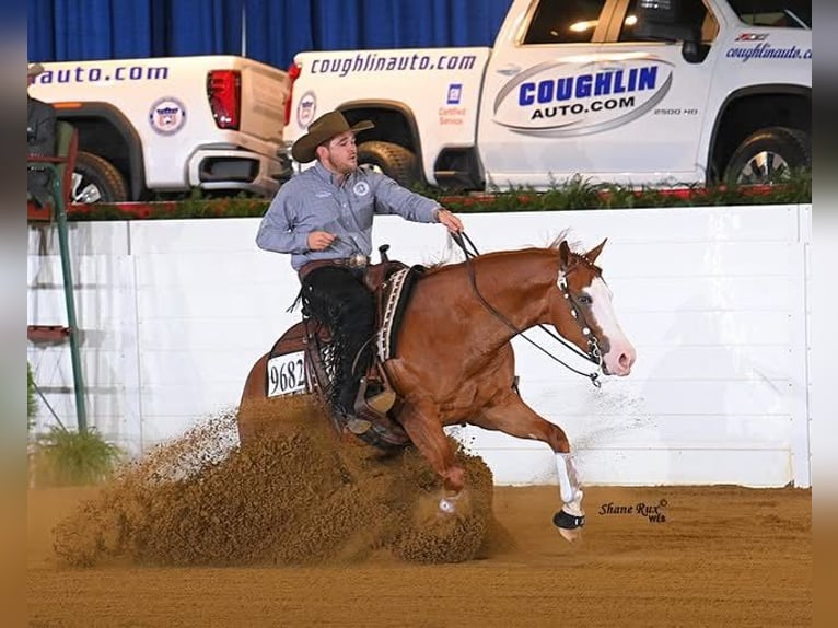 Quarter horse américain Hongre 5 Ans 150 cm Alezan cuivré in Gainesville
