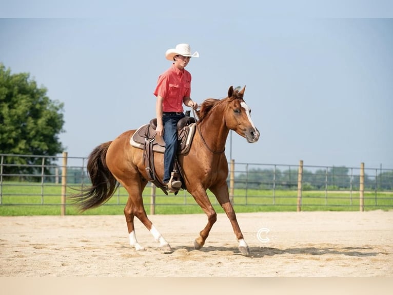 Quarter horse américain Hongre 5 Ans 150 cm Alezan cuivré in Valley Springs, SD
