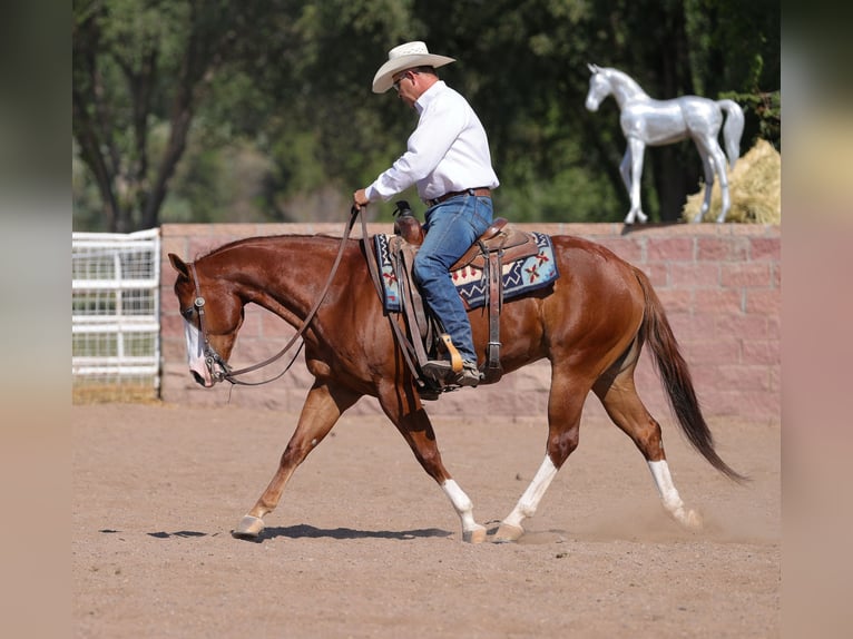 Quarter horse américain Hongre 5 Ans 150 cm Alezan cuivré in Belen