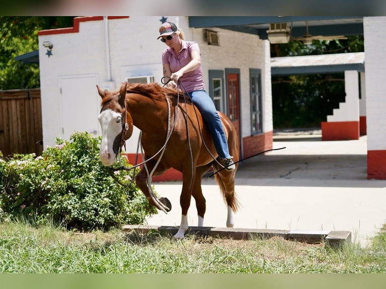 Quarter horse américain Croisé Hongre 5 Ans 150 cm Alezan cuivré in Kaufman