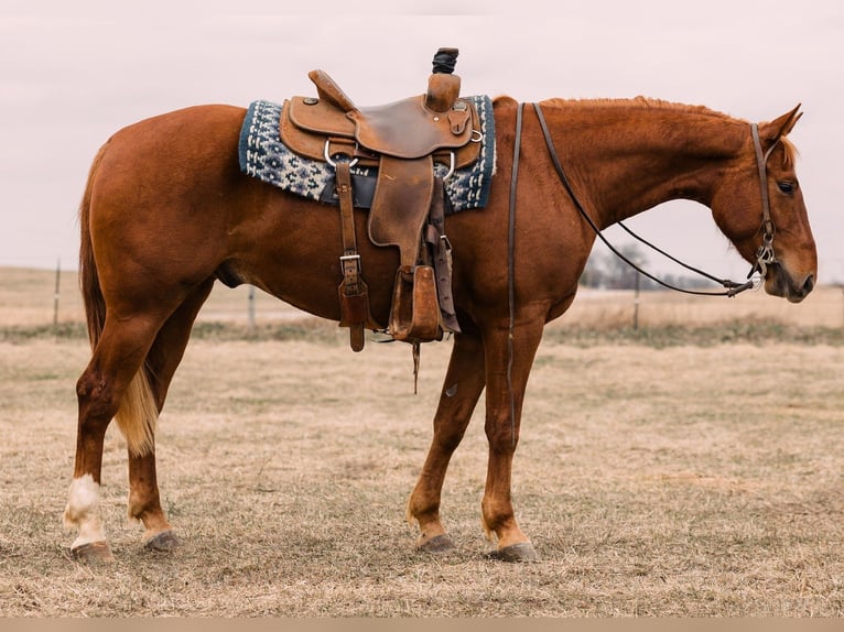 Quarter horse américain Hongre 5 Ans 150 cm Alezan cuivré in Decorah