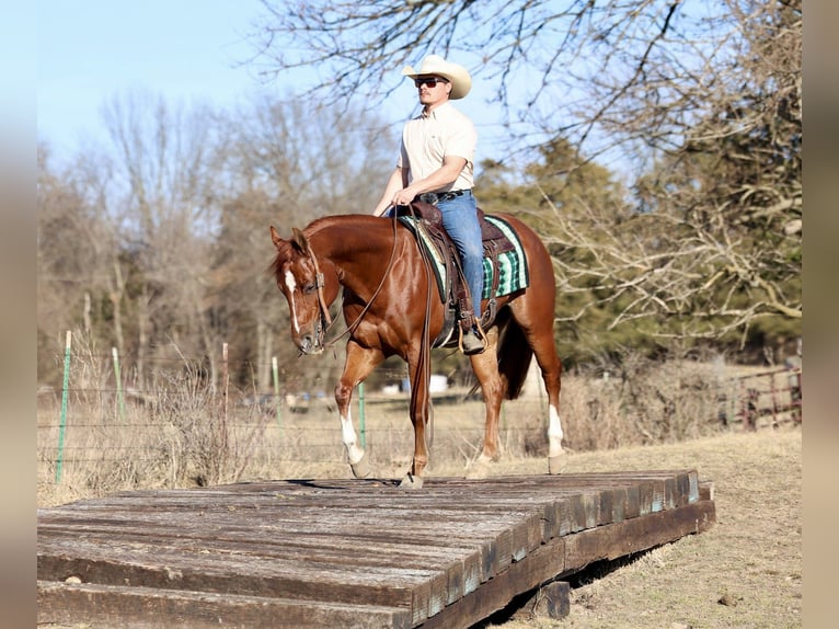 Quarter horse américain Hongre 5 Ans 150 cm Alezan cuivré in Buffalo