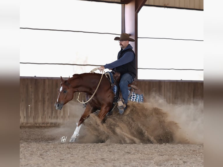 Quarter horse américain Hongre 5 Ans 150 cm Alezan cuivré in Buffalo