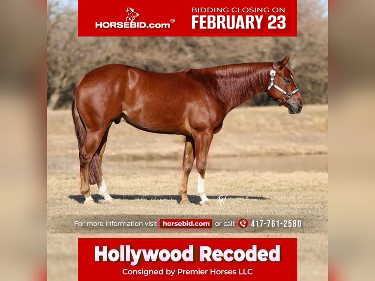 Quarter horse américain Hongre 5 Ans 150 cm Alezan cuivré in Buffalo