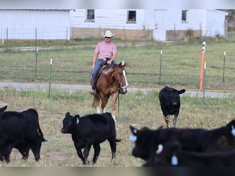 Quarter horse américain Hongre 5 Ans 150 cm Alezan cuivré in Buffalo