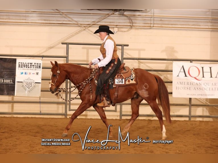 Quarter horse américain Hongre 5 Ans 150 cm Alezan cuivré in Canon City, CO