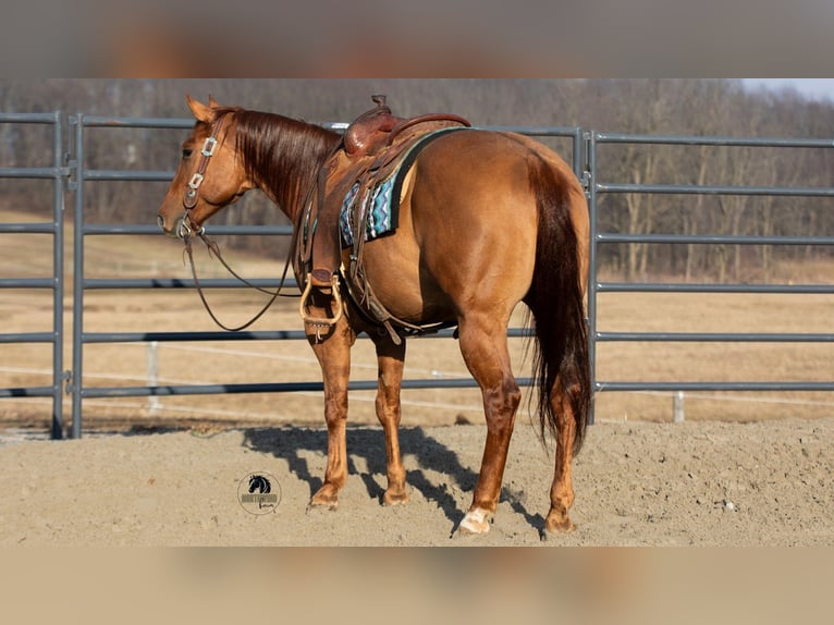 Quarter horse américain Hongre 5 Ans 150 cm Alezan dun in Fredericksburg