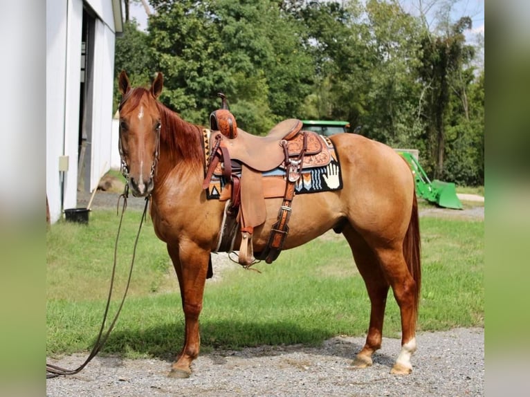 Quarter horse américain Hongre 5 Ans 150 cm Alezan dun in Allentown, NJ