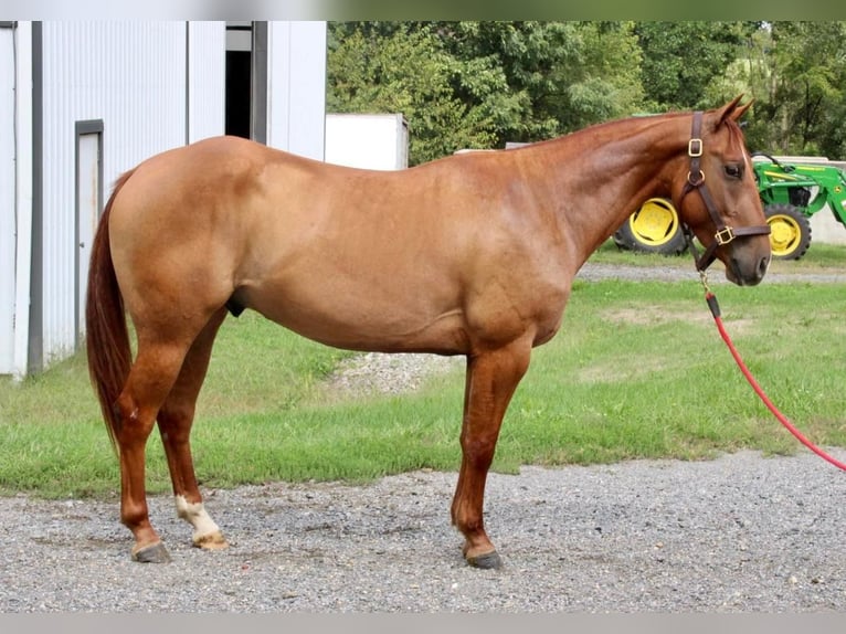Quarter horse américain Hongre 5 Ans 150 cm Alezan dun in Allentown, NJ