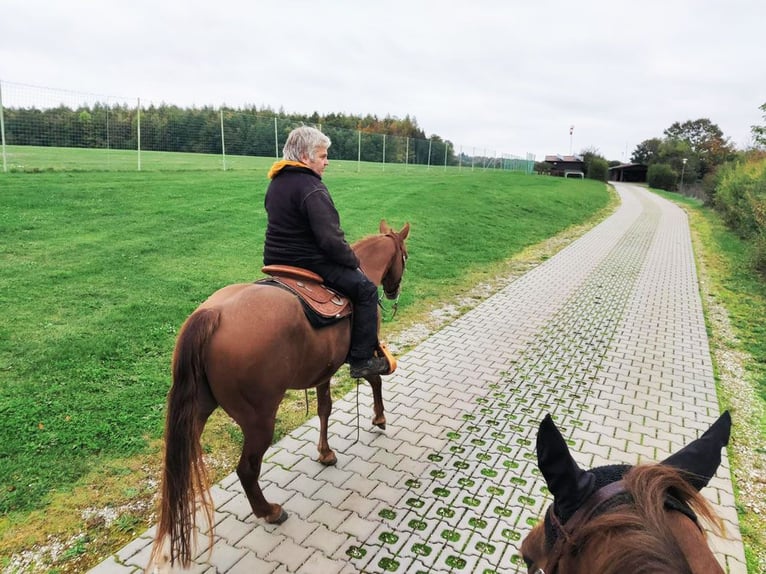 Quarter horse américain Hongre 5 Ans 150 cm Alezan in BergenNennslkngen