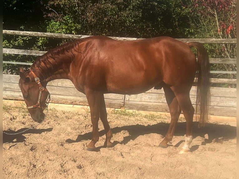 Quarter horse américain Hongre 5 Ans 150 cm Alezan in BergenNennslkngen