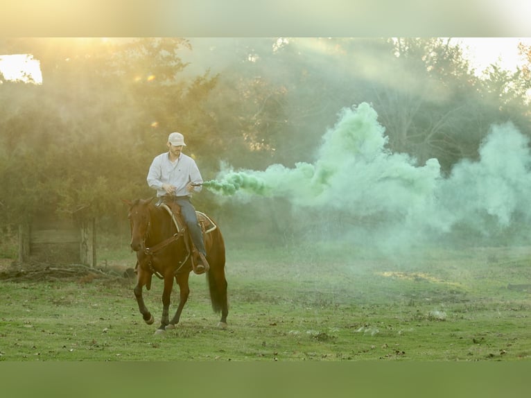 Quarter horse américain Hongre 5 Ans 150 cm Bai cerise in Morrilton